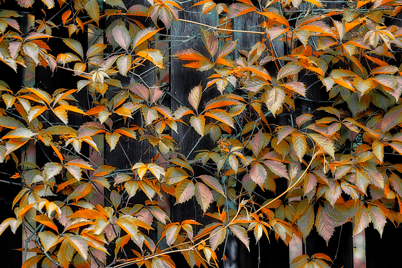 Leaves | Листья
